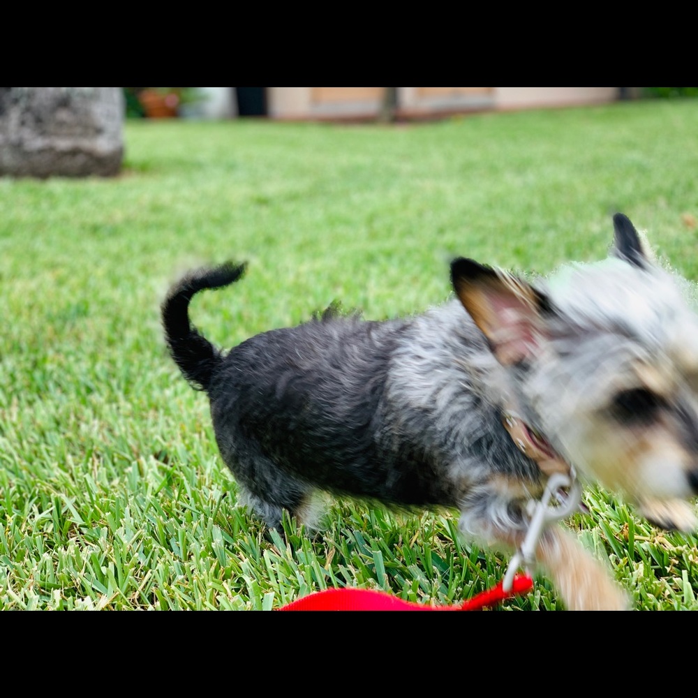 Meet your Posher, Songmi